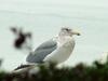 American Herring Gull