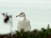 American Herring Gull