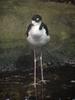 Black-winged Stilt