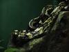 Unknown snake