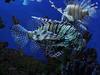 Lionfishes