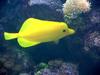 Yellow tang