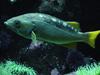 Yellow-tailed Grouper?