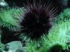 Sea Urchin