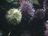 Sea Urchin