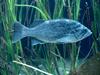 Grouper?