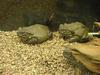 Colorado River Toads