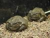 Colorado River Toads