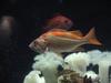 Groupers?