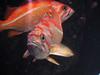 Groupers?