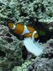 Common clownfish