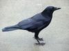 Common Raven