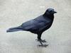 Common Raven