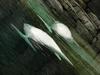 White Whale, Beluga (Delphinapterus leucas) - 흰고래