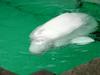 White Whale, Beluga (Delphinapterus leucas) - 흰고래