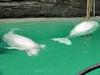 White Whale, Beluga (Delphinapterus leucas) - 흰고래