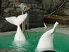 White Whale, Beluga (Delphinapterus leucas) - 흰고래