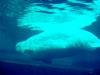 White Whale, Beluga (Delphinapterus leucas) - 흰고래