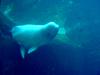 White Whale, Beluga (Delphinapterus leucas) - 흰고래