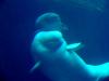 White Whale, Beluga (Delphinapterus leucas) - 흰고래