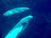 White Whale, Beluga (Delphinapterus leucas) - 흰고래