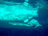 White Whale, Beluga (Delphinapterus leucas) - 흰고래