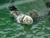 Sea otters (Enhydra lutris) [해달]