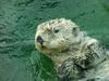 Sea otter (Enhydra lutris) [해달]