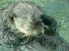 Sea otter (Enhydra lutris) [해달]