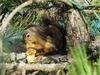 Eastern Fox Squirrel (Sciurus niger)