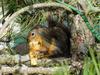 Eastern Fox Squirrel (Sciurus niger)