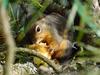 Eastern Fox Squirrel (Sciurus niger)