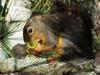 Eastern Fox Squirrel (Sciurus niger)