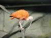 Scarlet Ibis