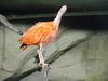 Scarlet Ibis