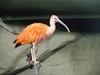 Scarlet Ibis