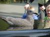 American Herring Gull (juvenile)