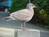 American Herring Gull (juvenile)