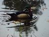 Woodduck (male)