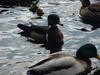 Woodduck (male)