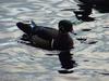 Woodduck (male)