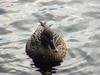 Woodduck (female)