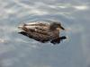 Woodduck (female)