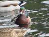 Woodduck (male)