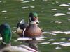 Woodduck (male)