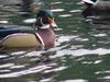 Woodduck (male)