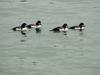 Common goldeneyes