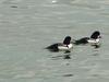 Common goldeneyes