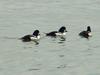 Common goldeneyes