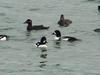 Common goldeneyes, Surf scoters